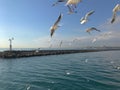 Seagulls flight maneuvers over the sea of Ã¢â¬â¹Ã¢â¬â¹bosphorus of istanbul Royalty Free Stock Photo